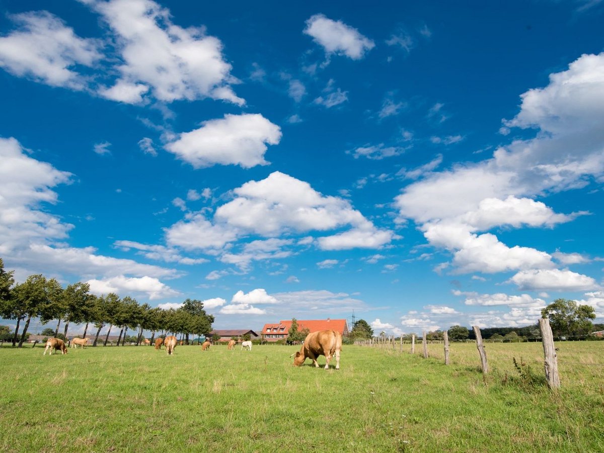 Kühe auf einer Wiese