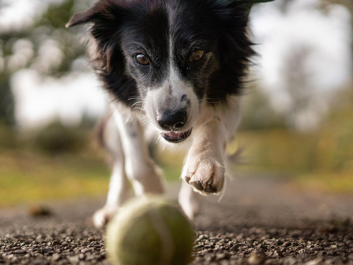 Hund, der auf einen Ball zu rennt
