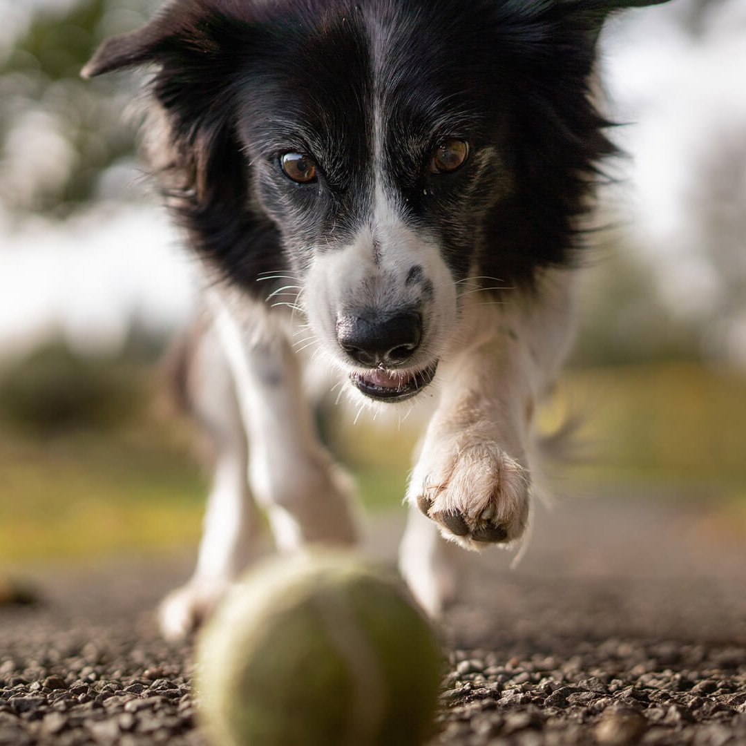 Hund, der auf einen Ball zu rennt