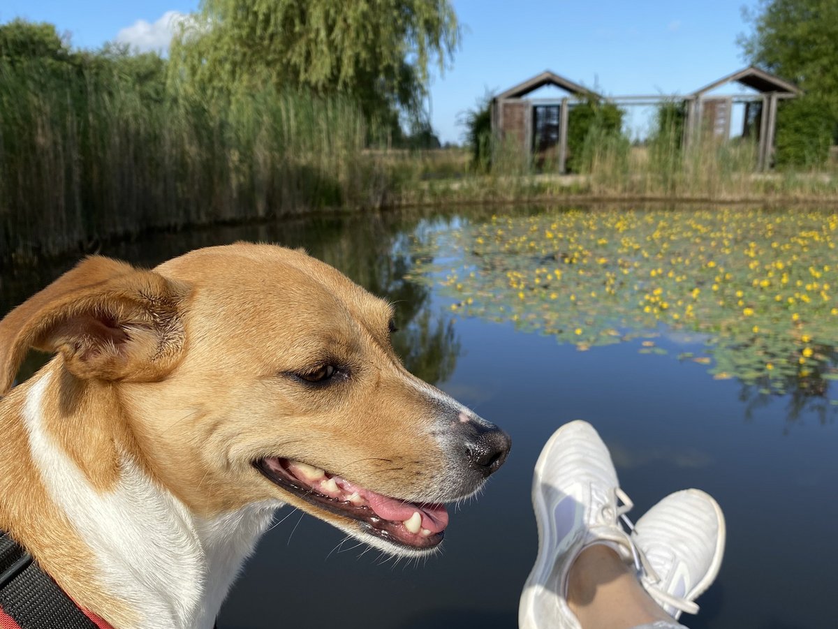 Blick auf den Teich im Garten der Stille, Hund und hochgelegte Beine 